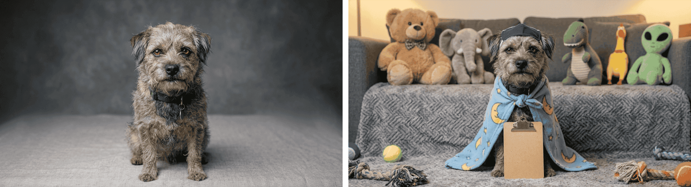 Before and after funny pet image edit